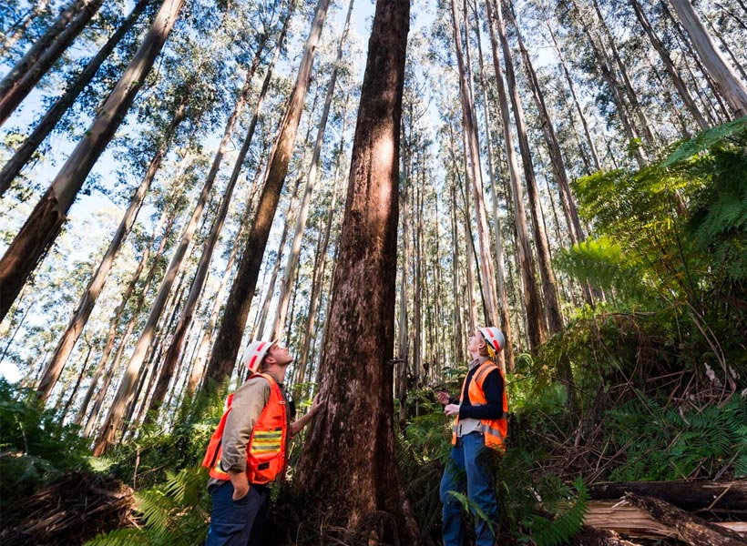 CASE STUDIES | FOREST ECOSYSTEM | VICFORESTS